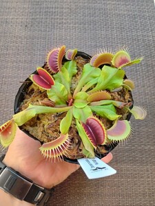 食虫植物 Dionaea muscipula red dagger David ハエトリソウ