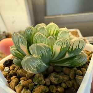 多肉植物 ハオルチア OBオブツーサ錦 カキコ育成 5cm鉢