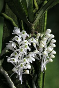 洋蘭 アングレカム系 アングレコイド TA11230 Rhipidiglossum (= Diaphananthe) millarii