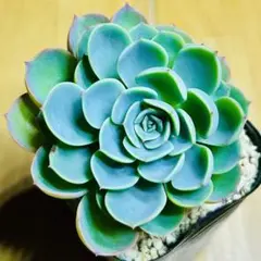 多肉植物 エケベリア❣️七福神❣️韓国苗育成 抜き苗 b131