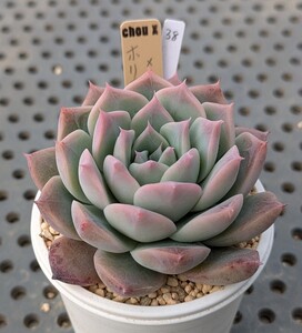 38.ホリコロ×ラパス 実生苗 エケベリア 国産 多肉 Echeveria