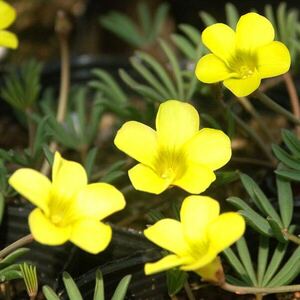 オキザリス　ゴールドアイランド　球根　2球セット　Oxalis