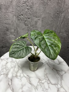 Philodendron Majestic フィロデンドロン　マジェスティック