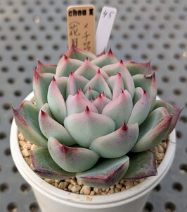 45.（花月夜×ロメオ）×チワワエンシス 実生苗 エケベリア 国産 多肉 Echeveria