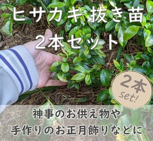 送料無料★即決◆ヒサカキの抜き苗2個セット 姫榊 サカキ 生垣 神事のお供え物に 植樹樹 常緑 庭木 植木 実生苗 園芸 ガーデニング 耐寒性