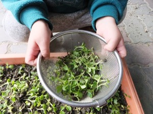 422.6.2◆かんたん栽培 カイワレ野菜 トライ プランター 菜園◆まき菜 スプラウト ベビーリーフ◆無農薬 無化学肥料 自然菜園 種 4g 1000粒