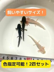 ウーパールーパー 2匹　8-10cm程