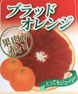 果肉が赤い ブラッドオレンジ 苗木