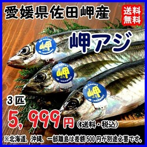 愛媛 ( アジ ) 天然一本釣り 約350g 3匹 浜から直送 送料無料 宇和海の幸問屋