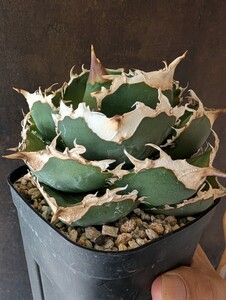 【AGAVE TITANOTA　 緋紅牡丹】アガベ　青葉　ブルーリーフ　チタノタ　子株