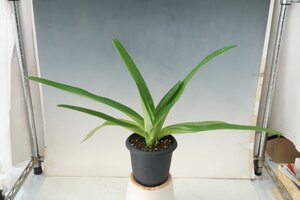 値引再出品！ 洋蘭 原種 パフィオ TA11789 Paph. rothschildianum 