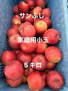 サンふじ　家庭用小玉5キロ　信州飯綱産　葉とらずりんご 