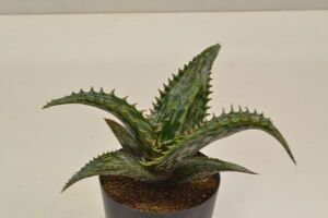 アロエ　ソマリエンシス　ALOE somaliensis