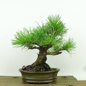 盆栽 松 黒松 樹高 約18cm くろまつ Pinus thunbergii クロマツ マツ科 常緑針葉樹 観賞用 小品 現品