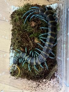 Scolopendra Paradoxaパラドクサムカデ , 20-21cm, 1円スタート