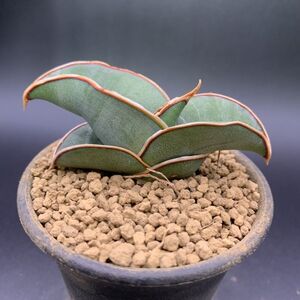 02【大人気】多肉植物 サンスベリア バナナ Sansevieria Banana 選抜上株 美苗