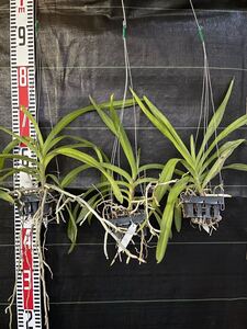  洋ラン　Vanda denisoniana dark yellow x sib 3株セット　バンダデニソニアナ実生！香りあり！