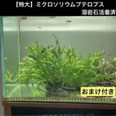 【特大】ミクロソリウムプテロプス 溶岩石活着済+おまけ