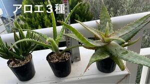 アロエ　３種　 多肉植物　アロエベラ、木立ちアロエ、サブリナ