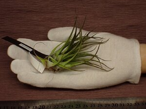 Tillandsia kegeliana チランジア・ケゲリアナ 519■エアプランツEP