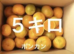 美味しい　ポンカン　みかん　栽培期間中農薬不使用　５キロ　21