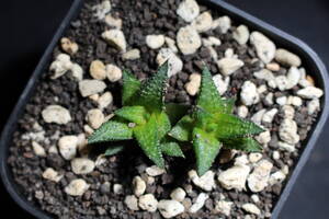 Haworthia /鬼瓦　ハオルチア　硬葉　管理234