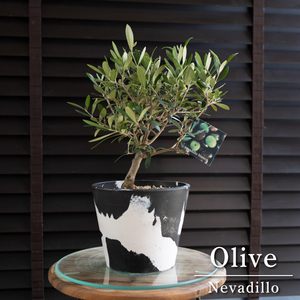 創樹 Olive オリーブの木 盆栽 SOUJU Nevadillo blanco ネバディロブランコ オリーブ マーブル樹脂ポット