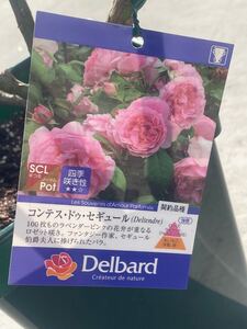 【特価・セール】デルバール バラ　大苗【コンテス・ドゥ・セギュール】7号角鉢植え●