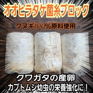 クワガタの産卵木の代わりにどうぞ！　マットに埋め込むだけで爆産！　オオヒラタケ菌床ブロック　割り出しが楽で幼虫がたくさんとれます！