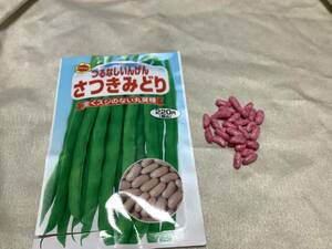 野菜の種 【つるなしいんげん】Ｂ　他の種との同梱一律84円で発送