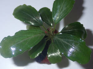 Bucephalandra sp. Pearl gray パールグレイ【TEAM BORNEO】6