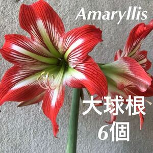 アマリリス　大球根6個　来春開花　赤と白の花