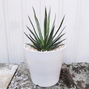 現物出品【アガベ・フィリフェラ・シジゲラ＊Agave filifera subsp. schidigera】５号　滝の白糸