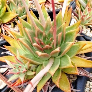 【自家採種“種子”/30粒】Echeveria agavoides (Contepec, Michoacan)/エケベリア・アガボイデス//多肉植物