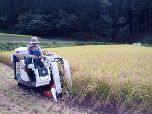 [もち米10kg] 鳥取県産ハクトモチ 玄米 送料込み R6年産②