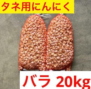 【タネおすすめ】中バラ20kg 新物 青森県産にんにく 福地ホワイト 家庭菜園