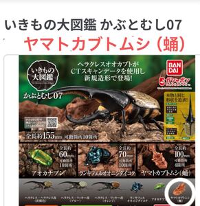 【カプセル未開封/定形外郵便発送】いきもの大図鑑　かぶとむし07 「 ヤマトカブトムシ（蛹） 」　/ さなぎ　サナギ