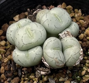 コノフィツム　Conophytum minimum “praecintum”Rooinek ②