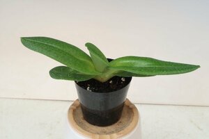 洋蘭 パフィオ TA11192 TB17-153 Paph. (Apapa 