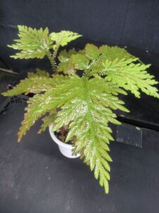 ＫＮ　セラギネラ(イワヒバ属）　ＳＰ.（SELAGINELLA SP.）　　0.8Ｍ以下