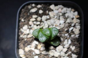 Haworthia maughanii　/ 万象　紫晃　ハオルチア　