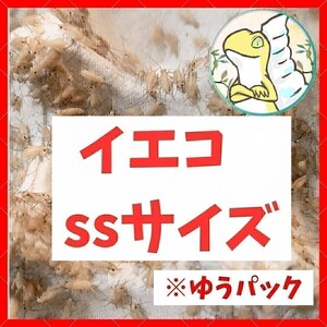 SSサイズ 【350匹+死着保証20%】 ゆうパック送料込み2000円 イエコ　ヨーロッパイエコオロギ　送料無料