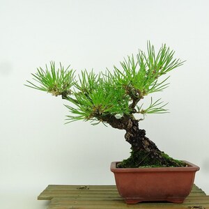 盆栽 松 黒松 樹高 約20cm くろまつ Pinus thunbergii クロマツ マツ科 常緑針葉樹 観賞用 小品 現品