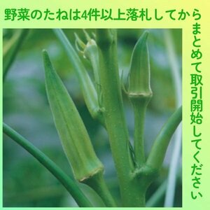 4件以上落札◆オクラ種◆五角オクラ20粒◆固定種◆短節間・矮性おくら 東京五角オクラ