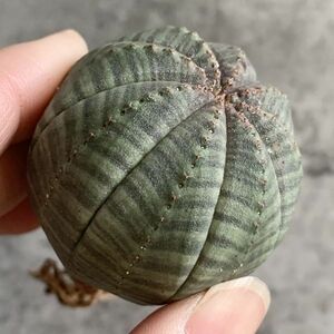 【B5632】【選抜株】ユーフォルビア オベサ Euphorbia obesa ( 検索 アガベ 塊根植物 多肉植物 )