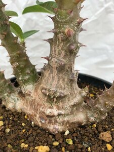 9386 「実生」パキポディウム ウィンゾリ　　植え【種から発芽・発根・Pachypodium windsorii・安定開始】