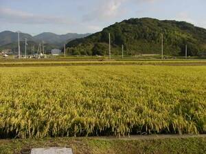 即決　* 農家直送 　令和5年兵庫県産　新米コシヒカリ　 玄米30kg 　