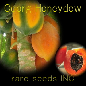 ■美味芳醇パパイヤ クールグ ハニーデュー Coorg Honeydew Papaya 種子10粒+説明ラベル付き　 ⑫　**ц**