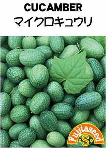 ＜野菜の種＞マイクロきゅうり　キュウリ　スイカのような模様　タネ　２０粒 ４種郵便にて発送