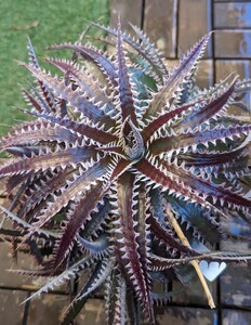 【Dyckia】ディッキア (dawsonii Hybrid × Purple Silver) × Big Boy Otto#02 Otto Bromeliad Hybrid　2024.05.26採取